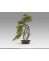 KENGAI - BONSAI 74CM